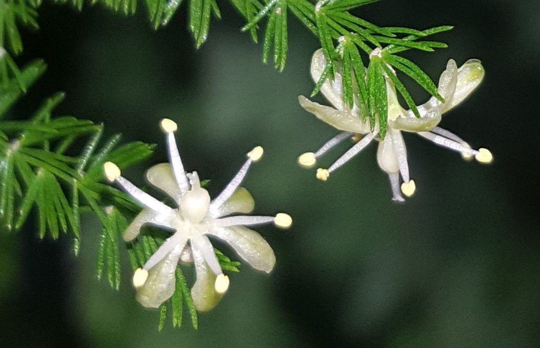 Asparagus setaceus