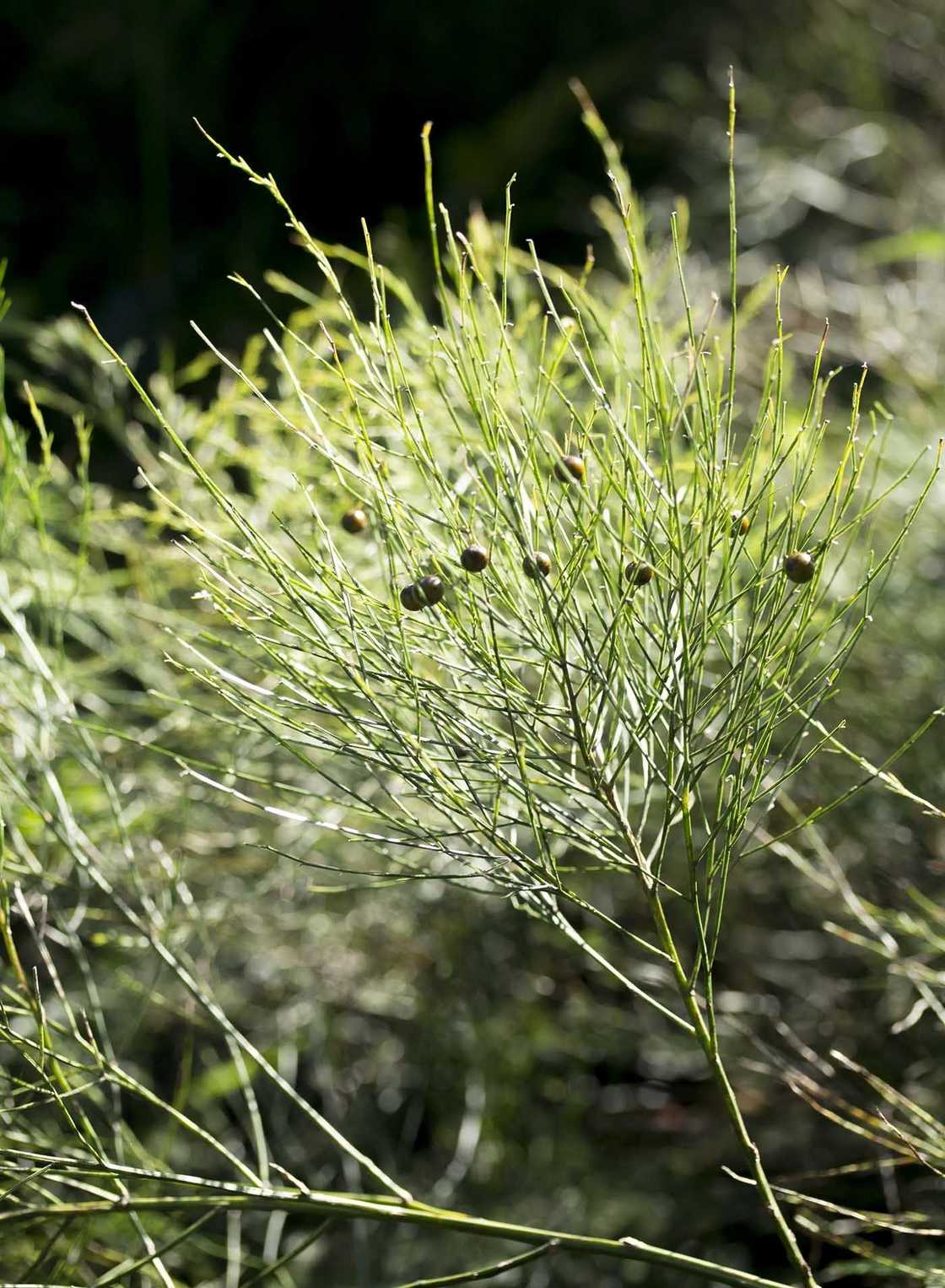 Asparagus virgatus