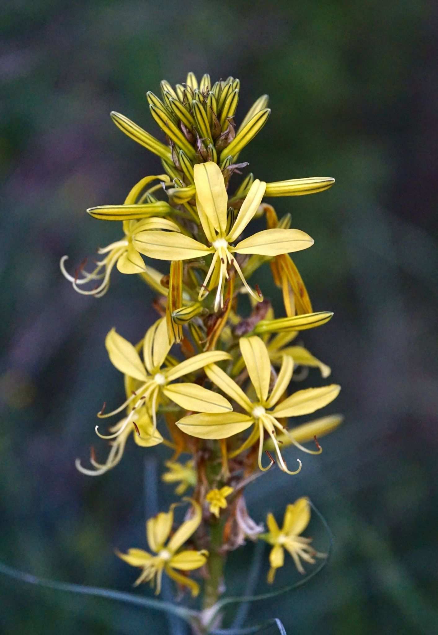 Asphodeline lutea