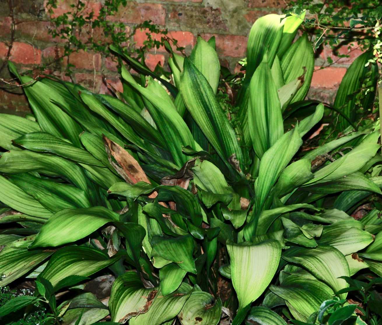 Aspidistra elatior
