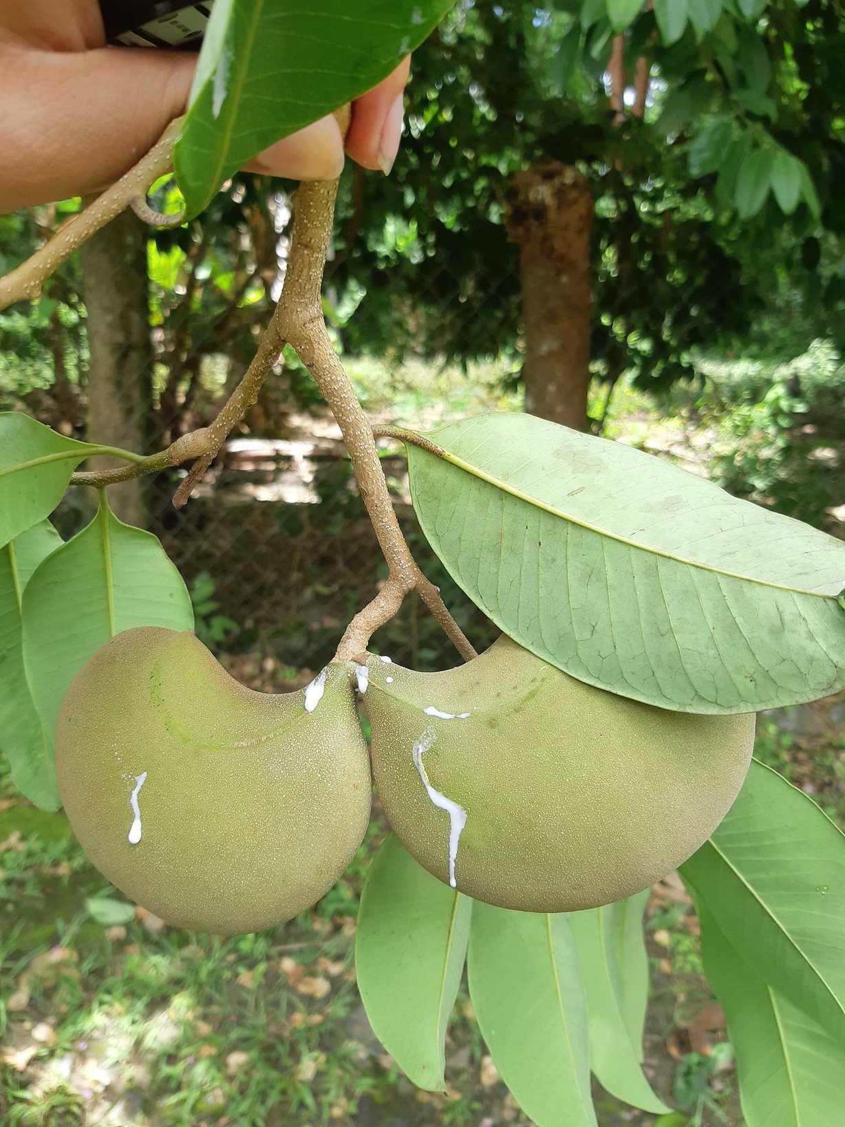 Aspidosperma megalocarpon