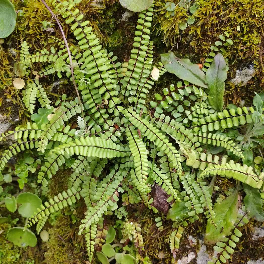Asplenium