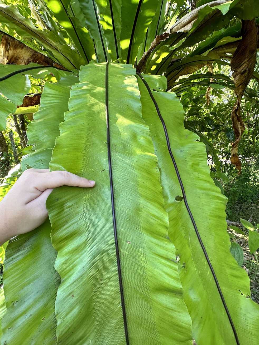 Asplenium nidus