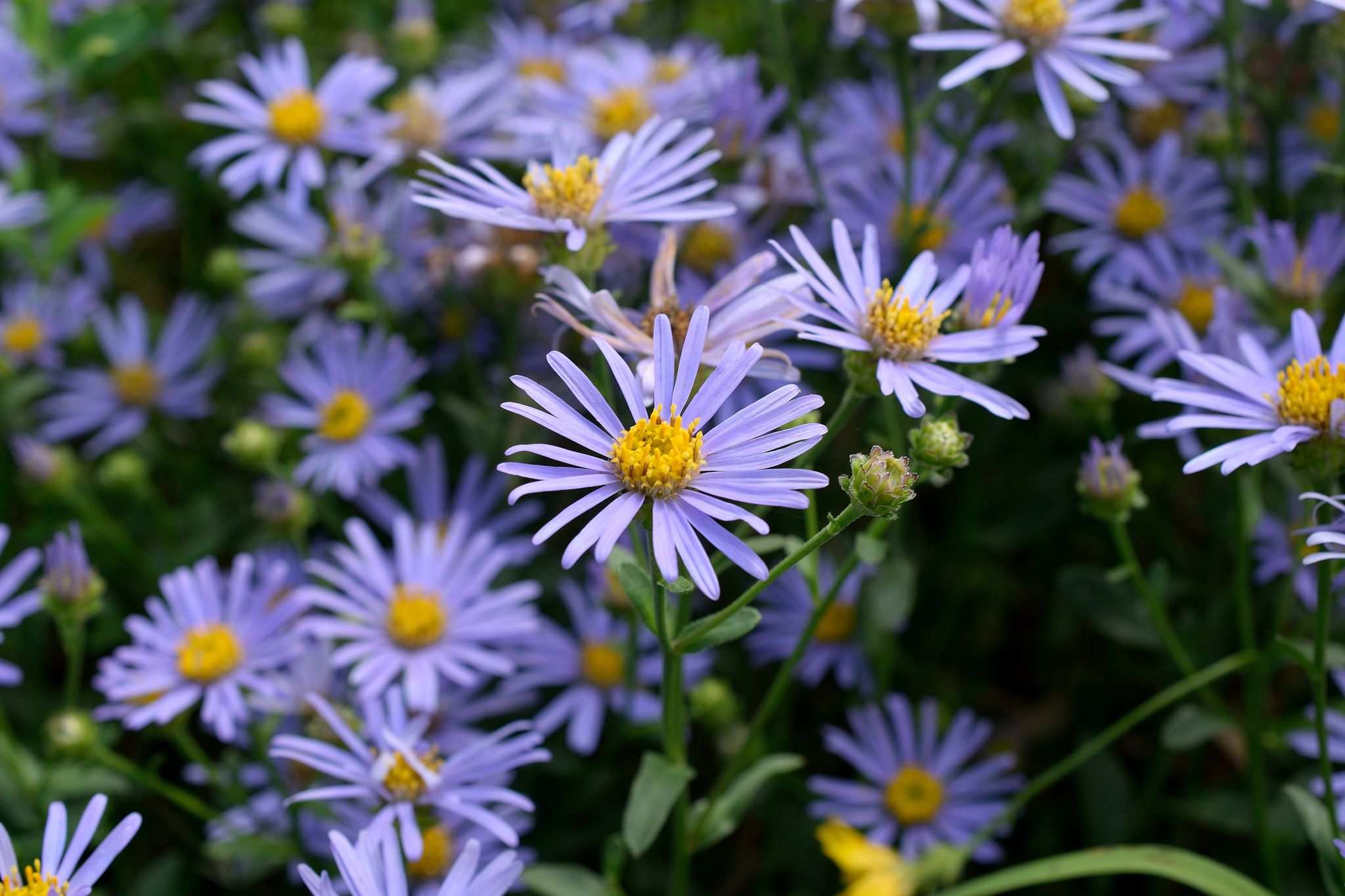 Aster amellus