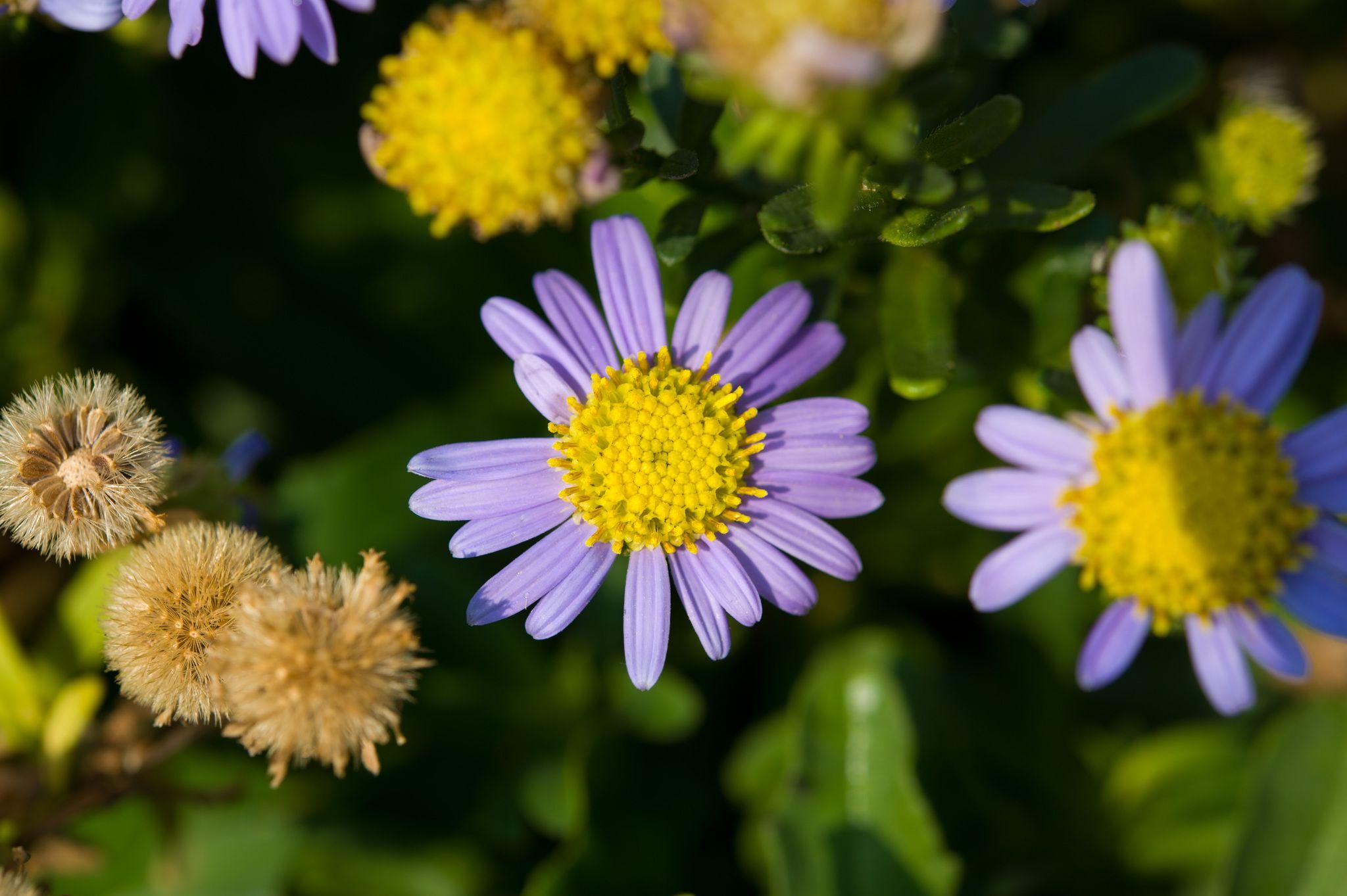 Aster asagrayi