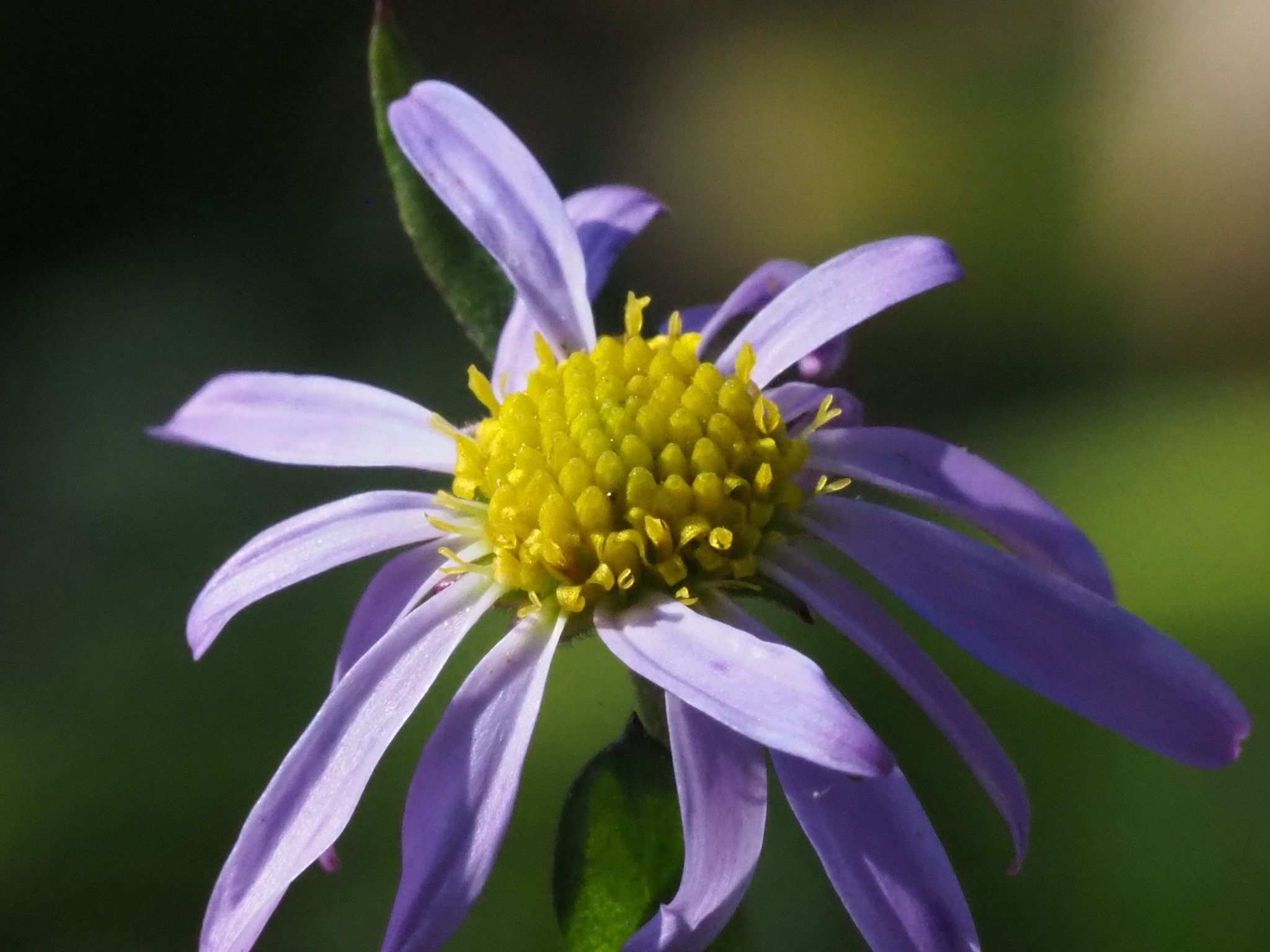 Aster indicus