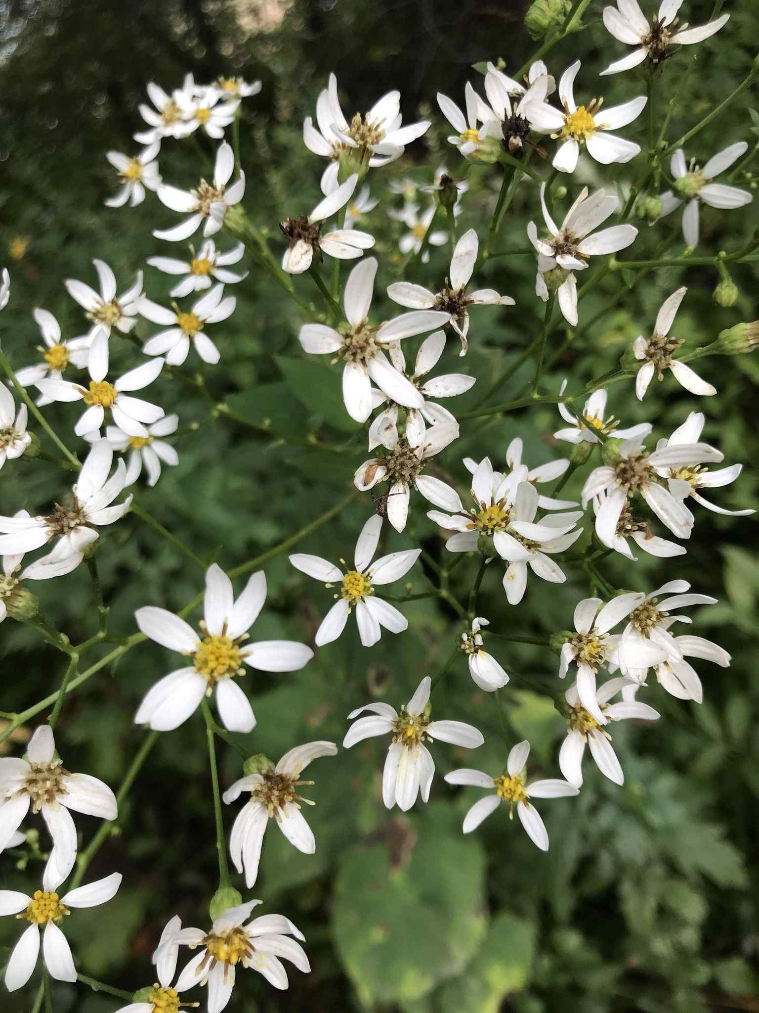 Aster scaber