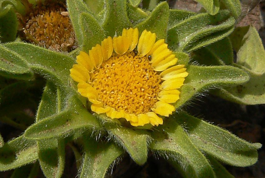 Asteriscus aquaticus