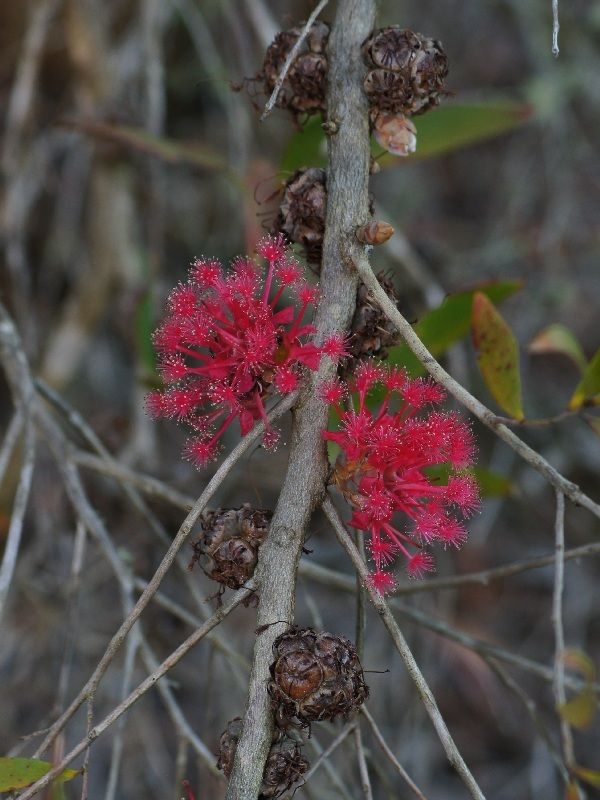 Asteromyrtus brassii