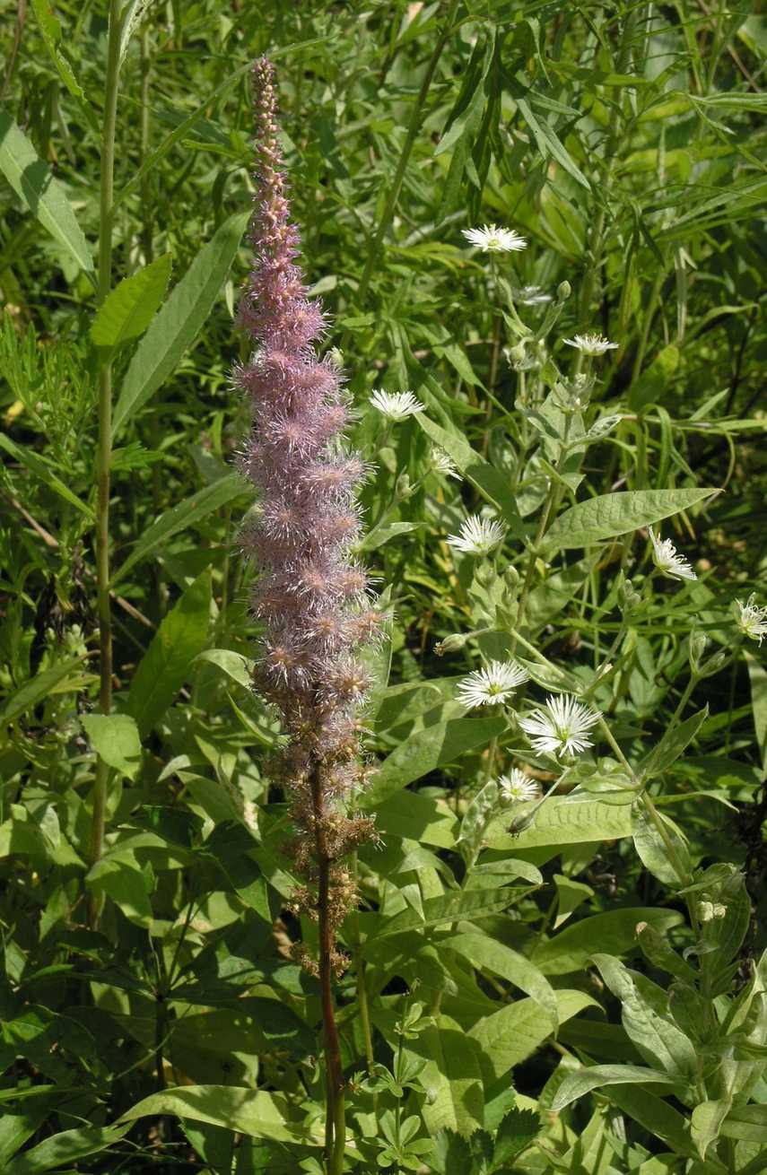 Astilbe rubra