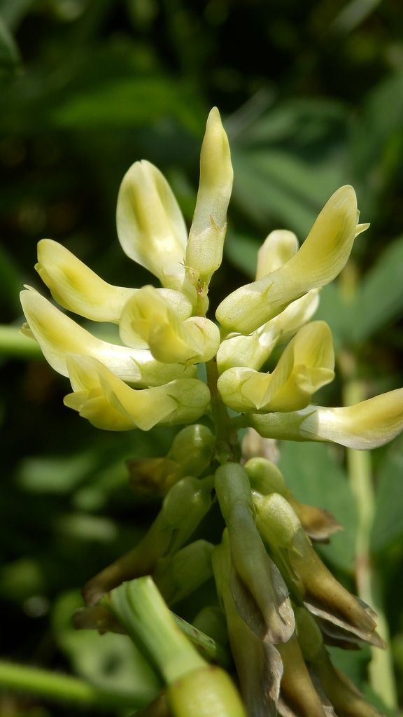 Astragalus