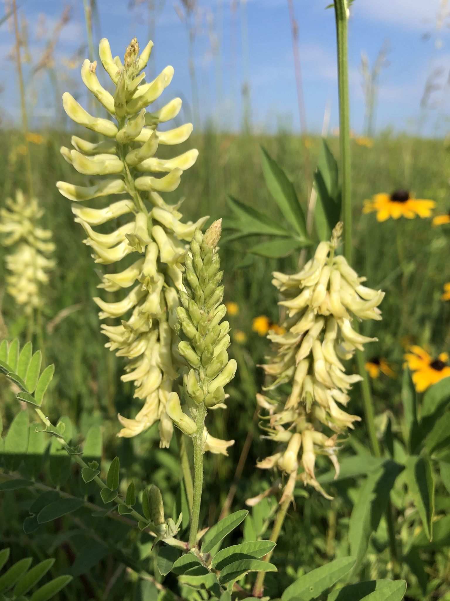 Astragalus canadensis