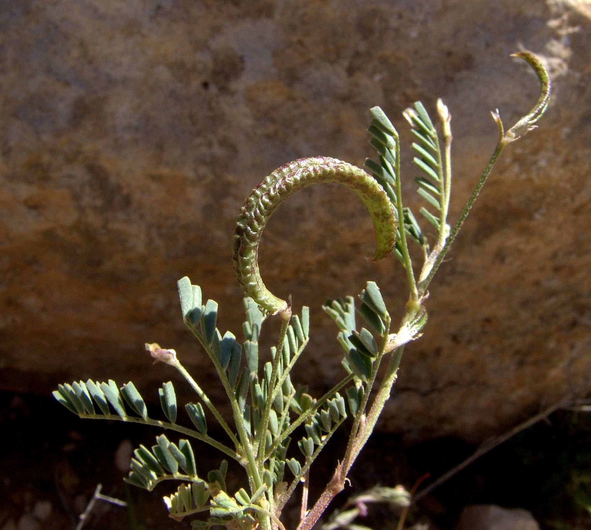 Astragalus corrugatus