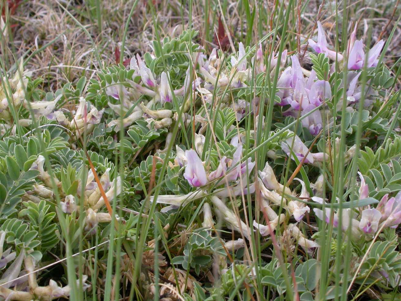 Astragalus crassicarpus