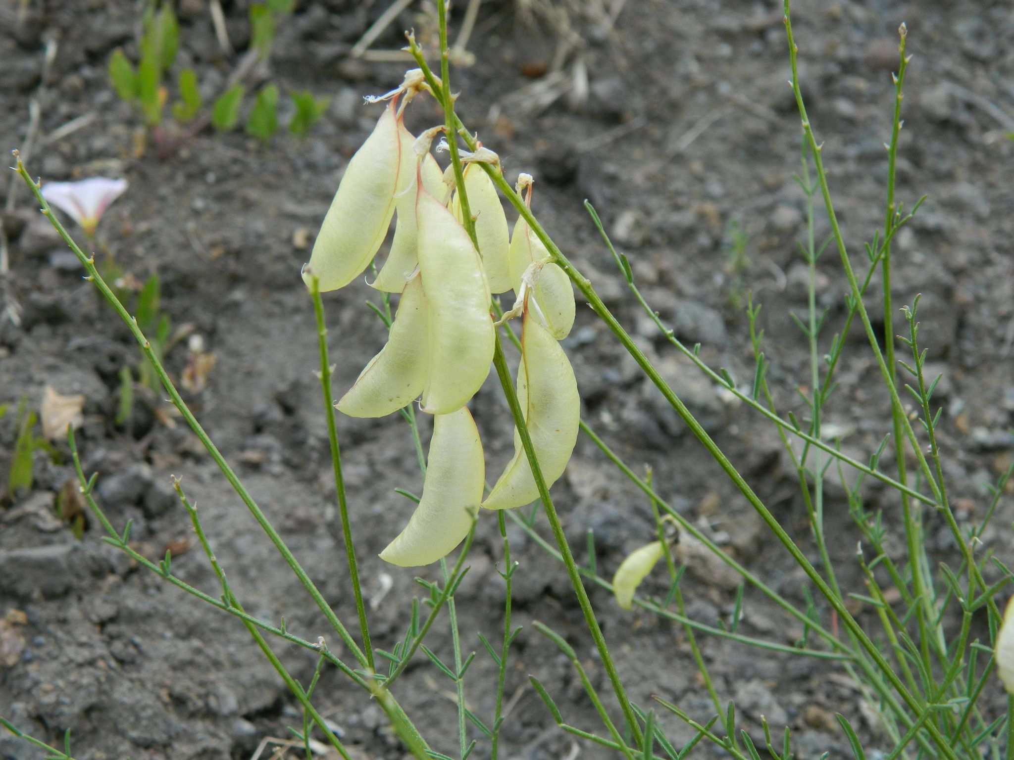 Astragalus cusickii