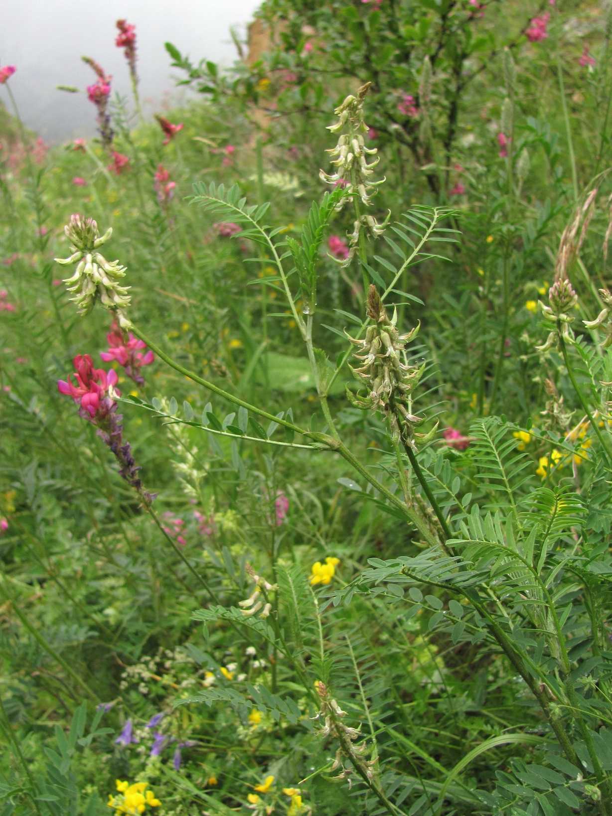 Astragalus falcatus