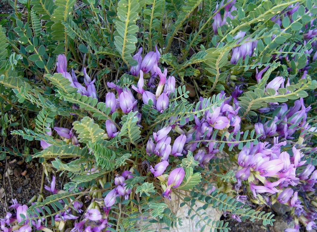Astragalus glaucophyllus