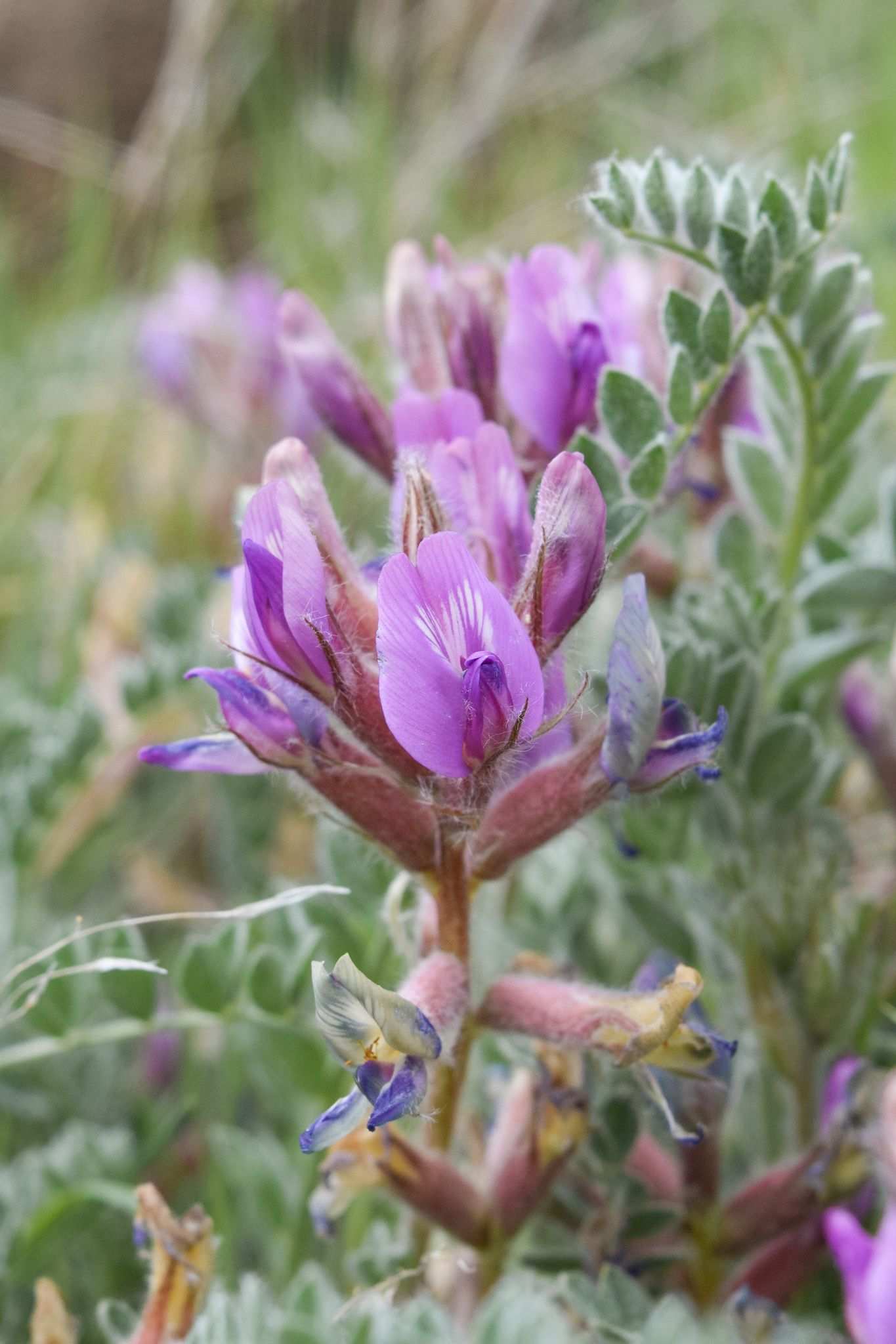 Astragalus inflexus