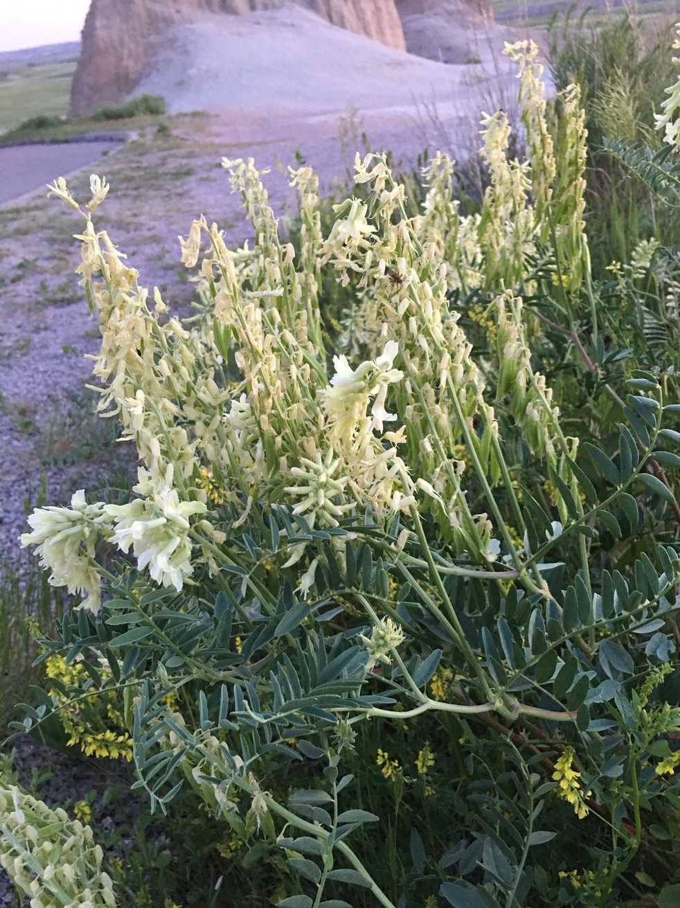 Astragalus racemosus