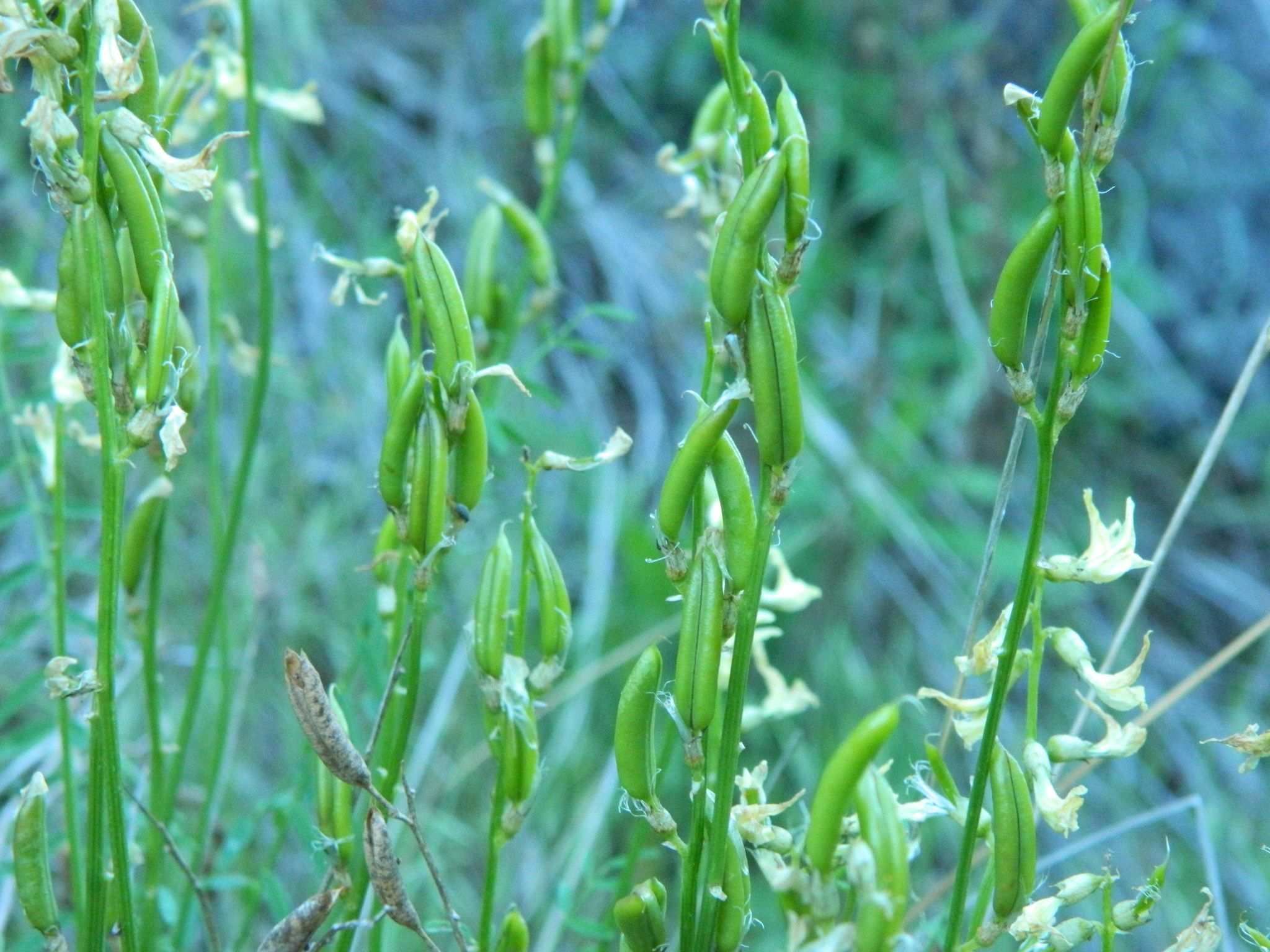 Astragalus sheldonii