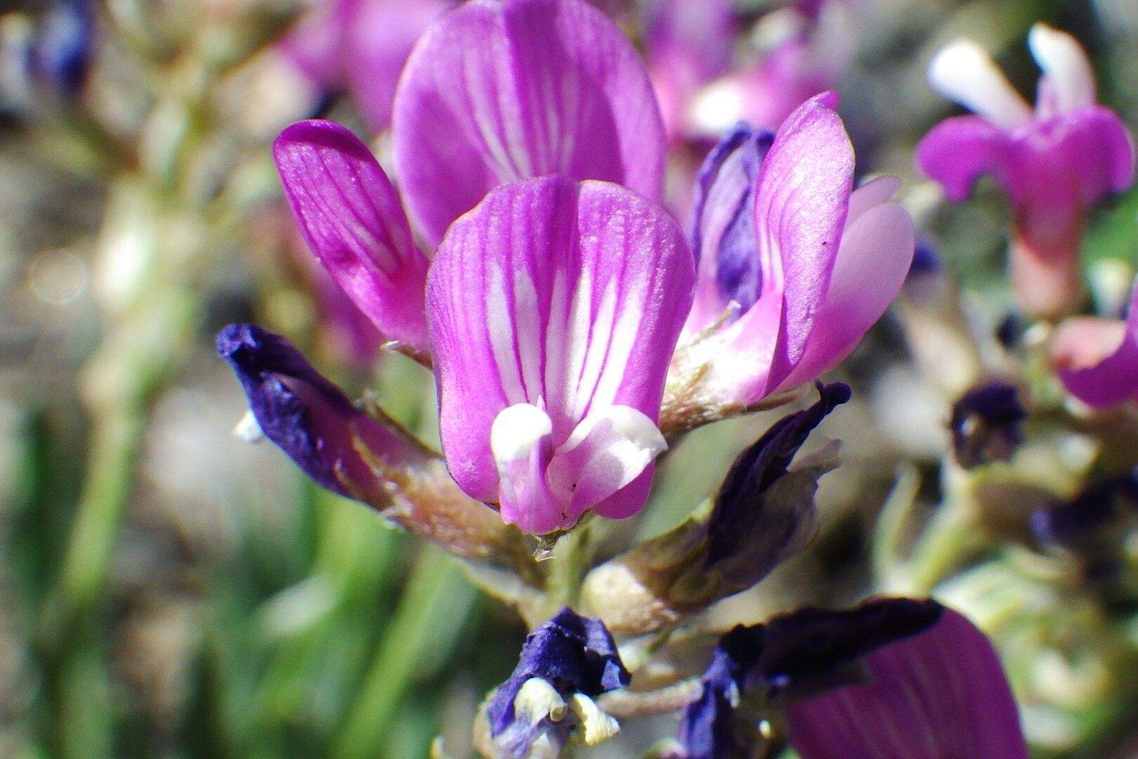 Astragalus sp.