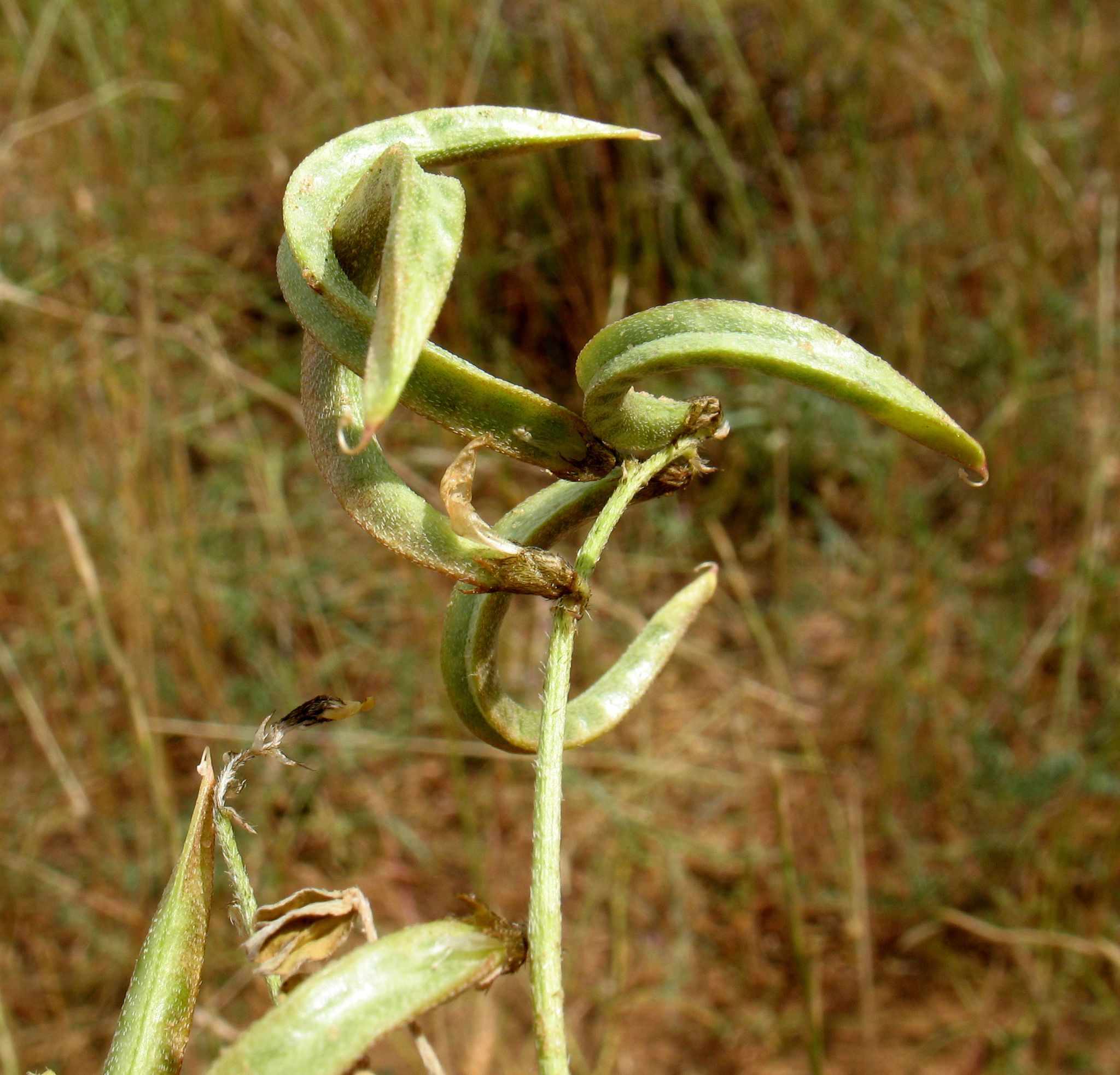Astragalus trimestris
