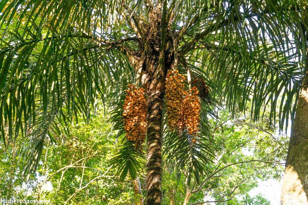Astrocaryum standleyanum