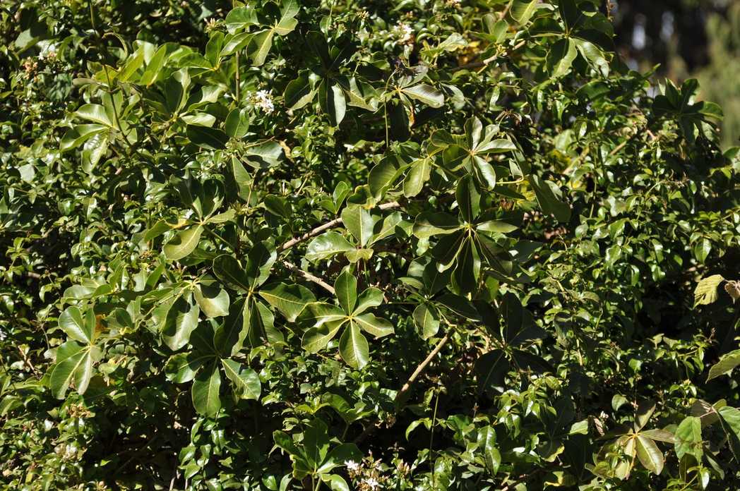 Astropanax volkensii