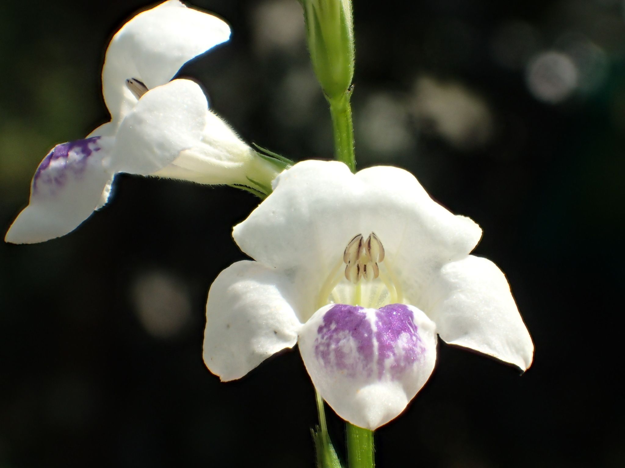 Asystasia gangetica
