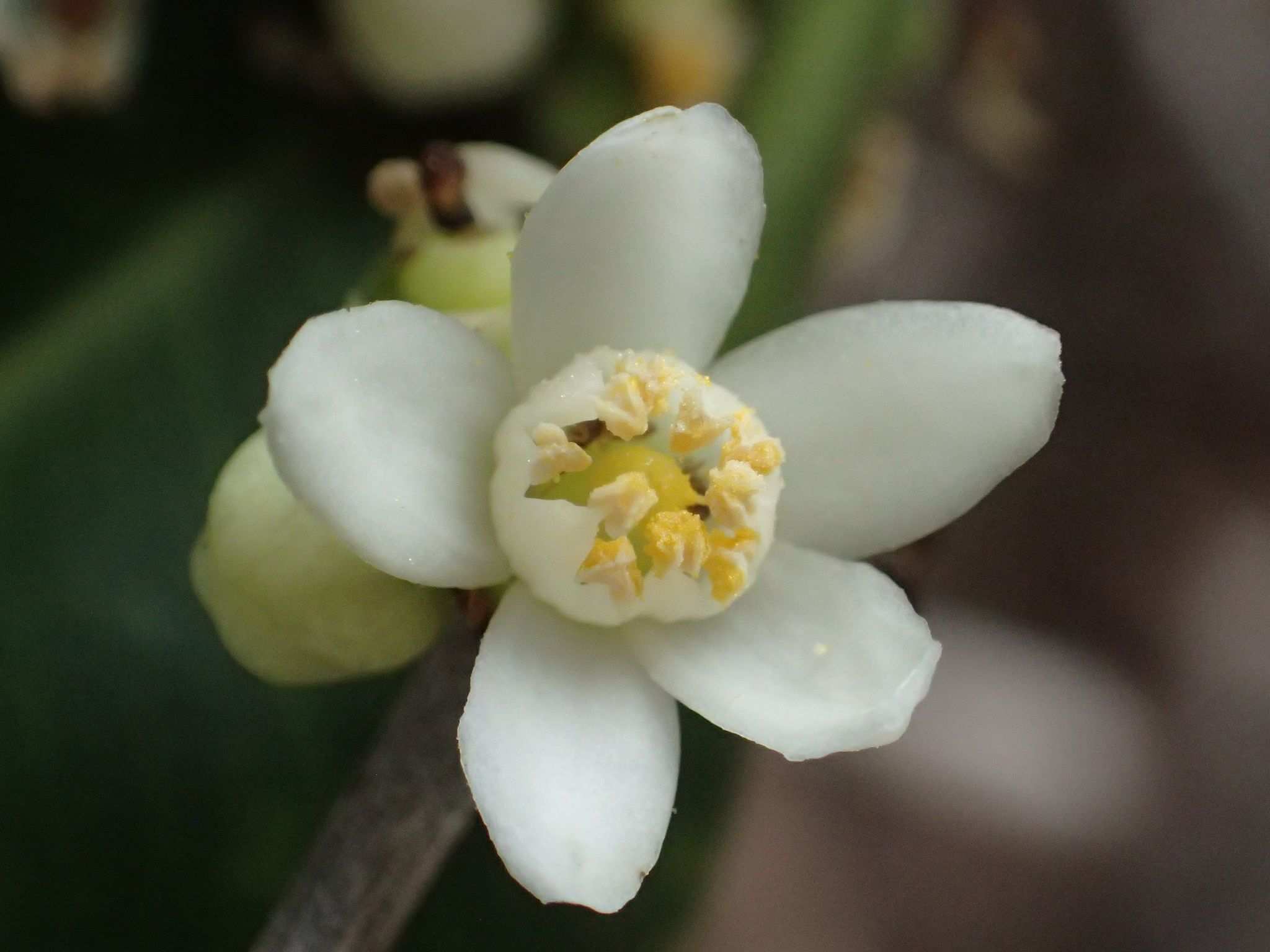 Atalantia