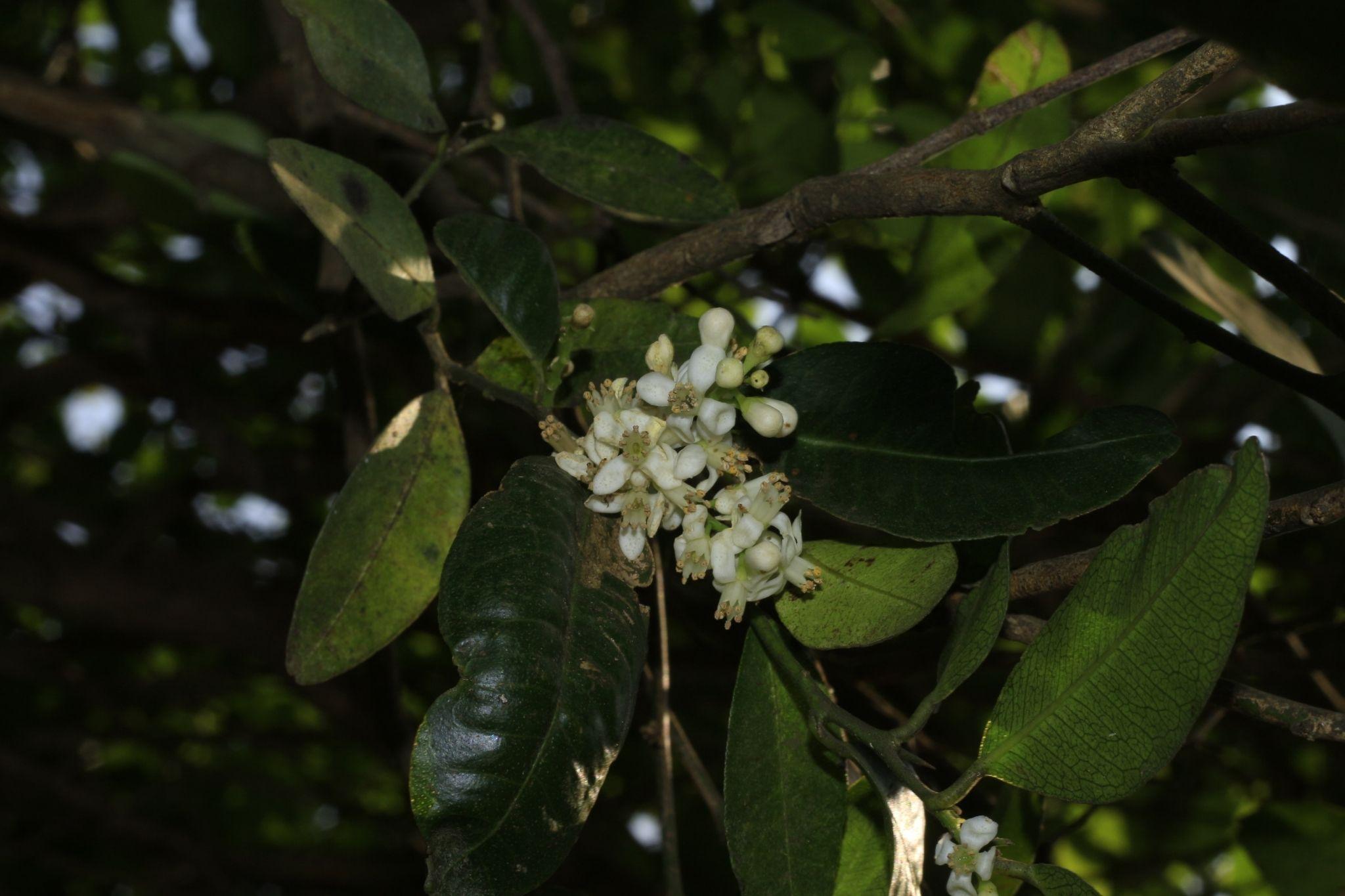 Atalantia racemosa