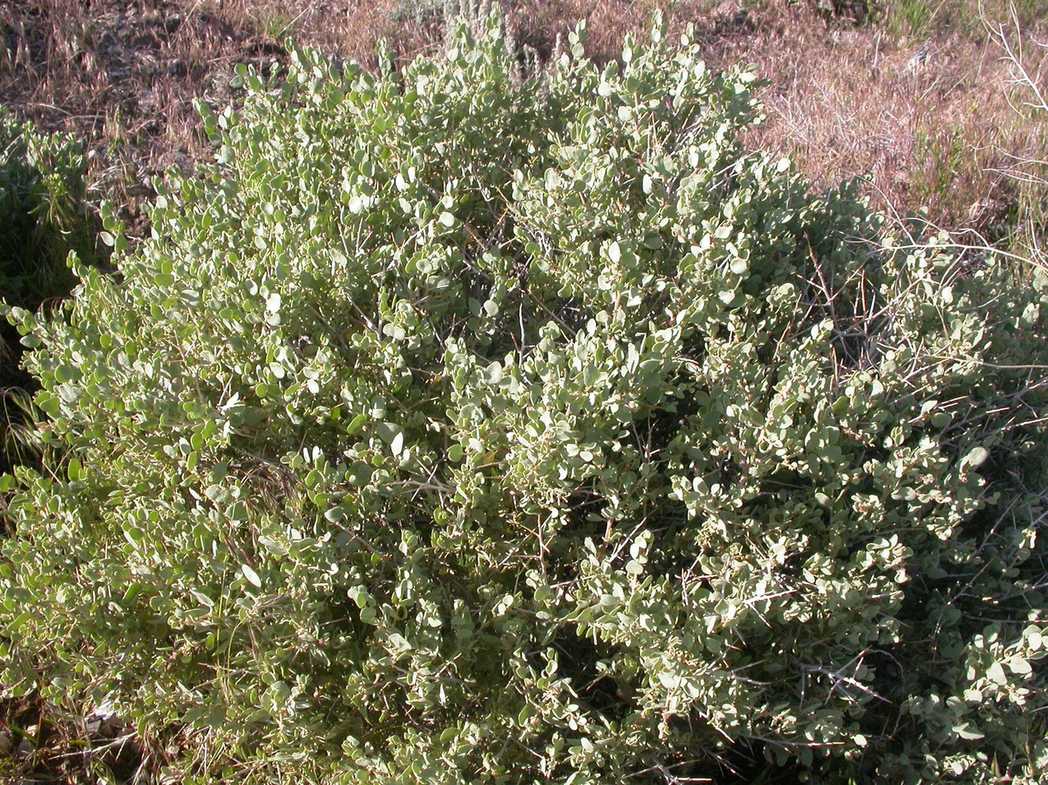 Atriplex confertifolia
