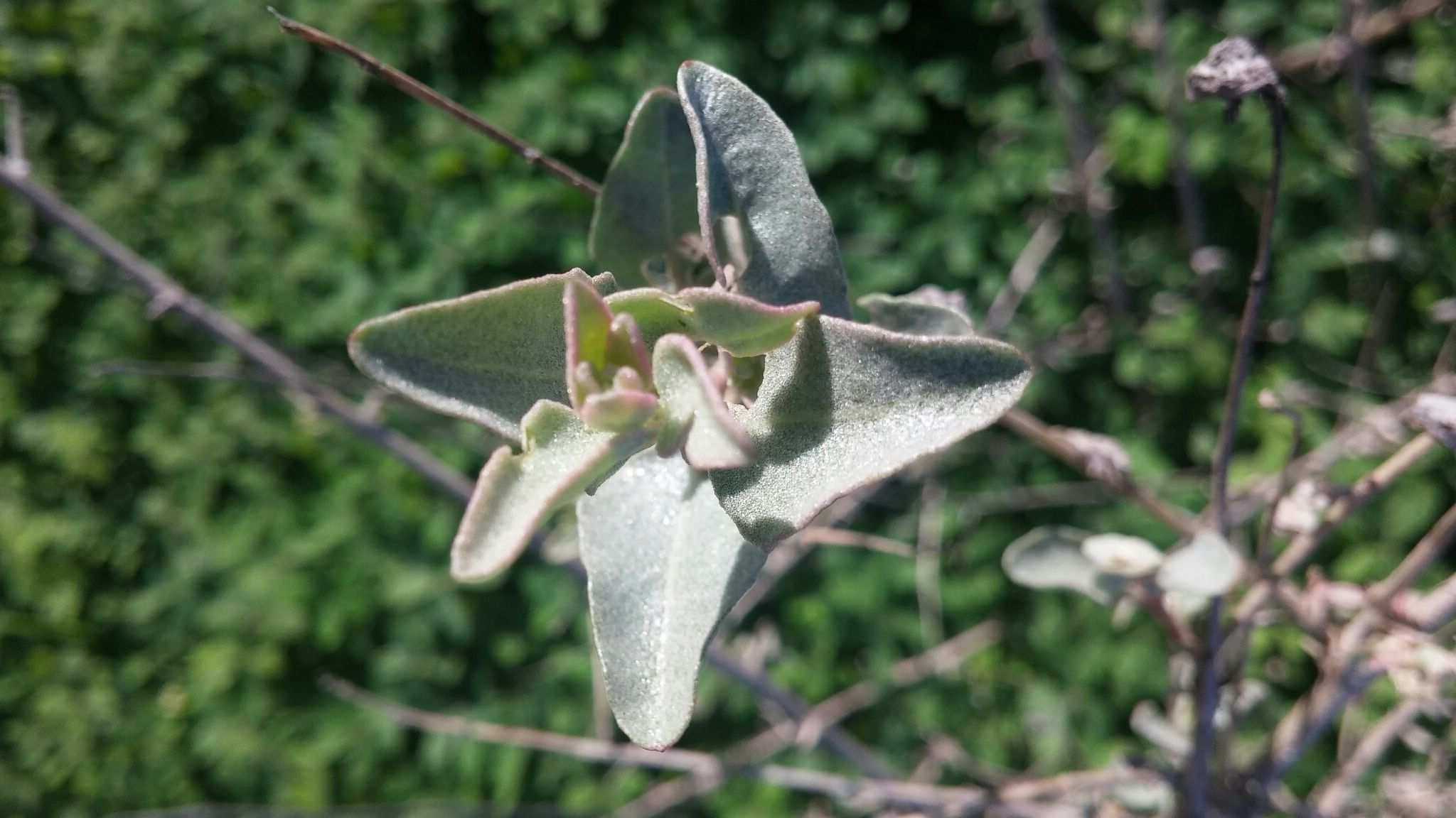 Atriplex halimus