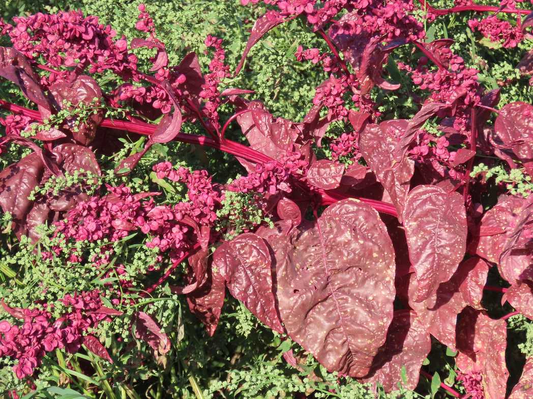 Atriplex hortensis