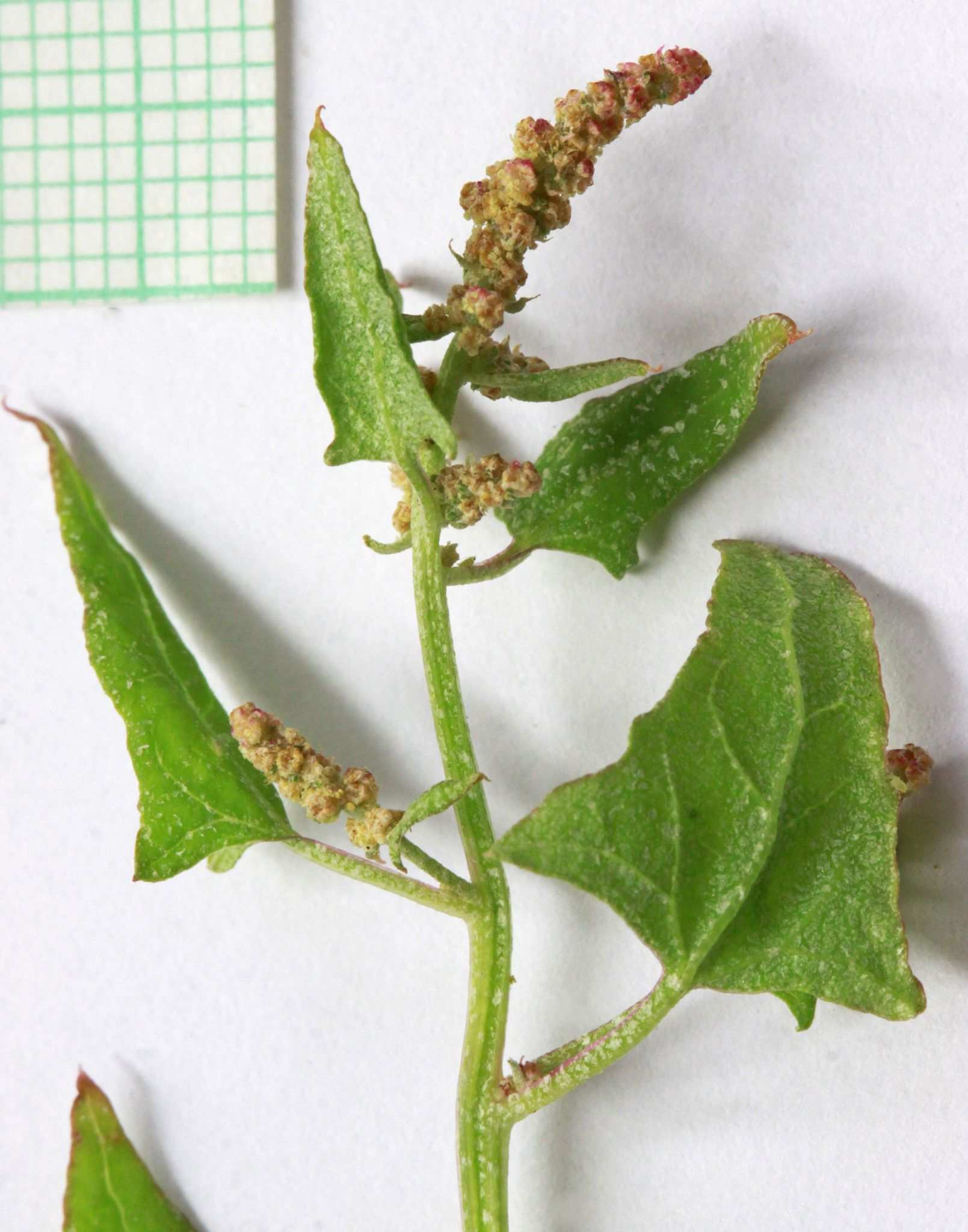 Atriplex micrantha