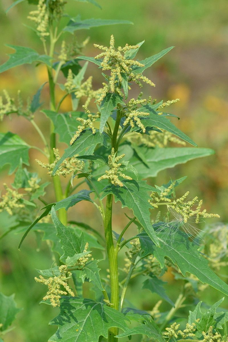 Atriplex nitens