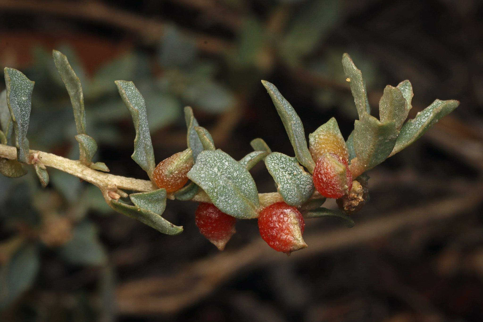 Atriplex semibaccata