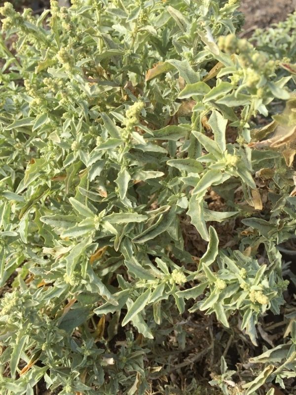 Atriplex semilunaris