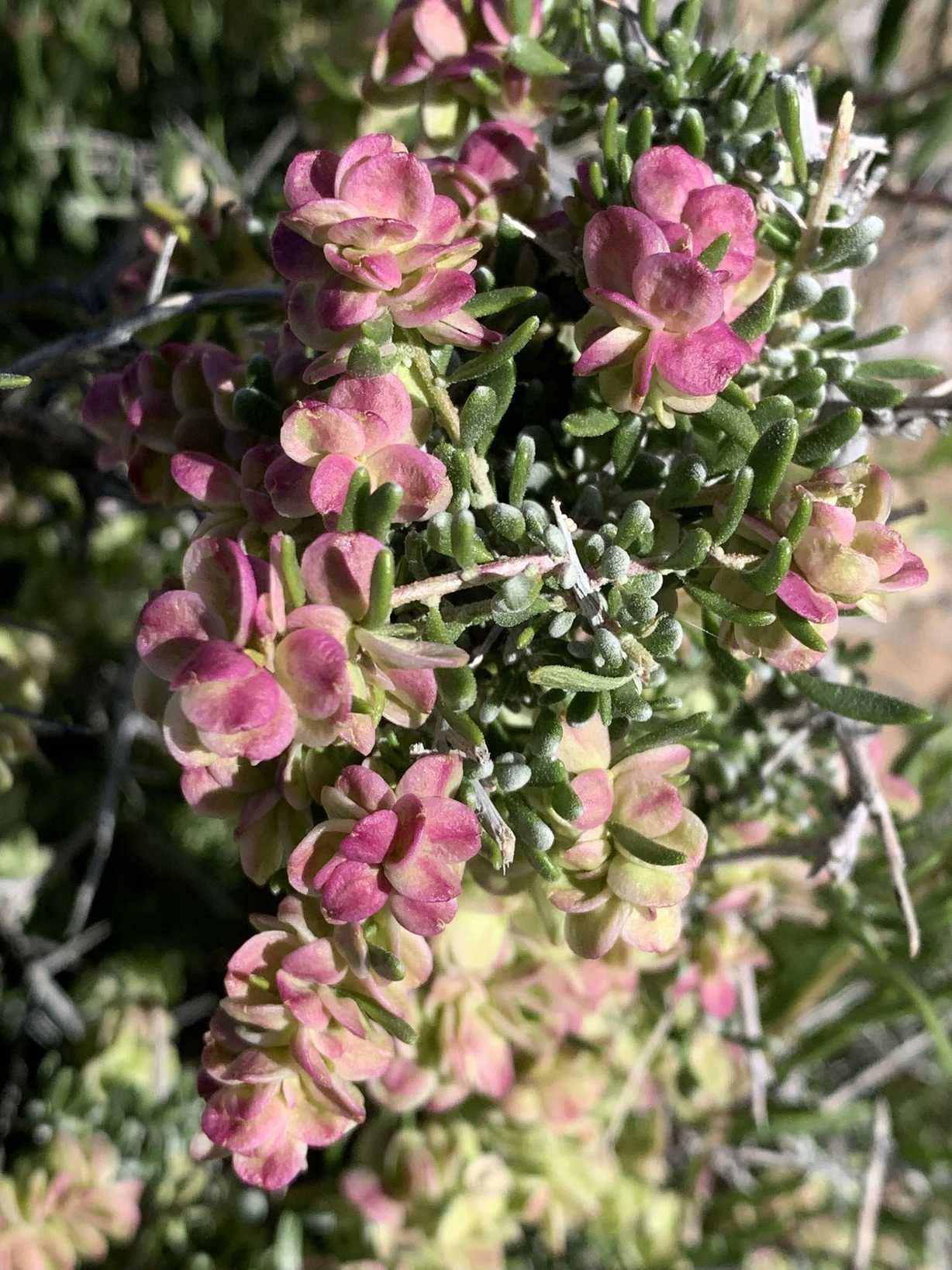 Atriplex sp.