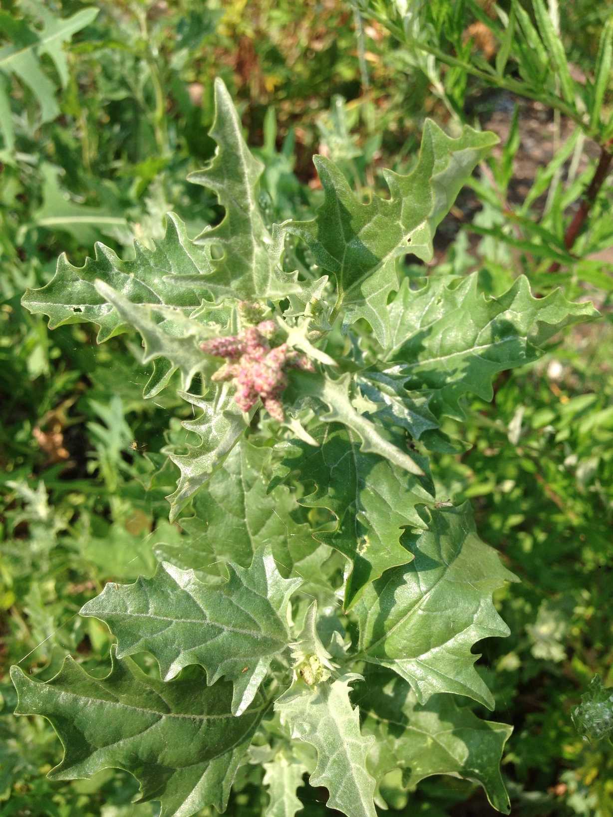 Atriplex tatarica