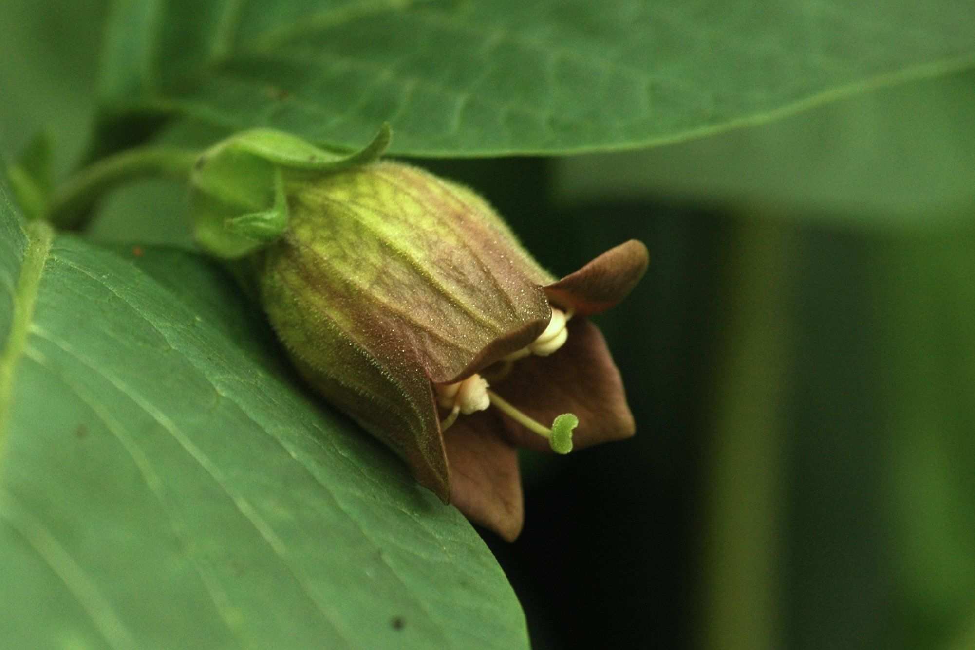 Atropa belladonna