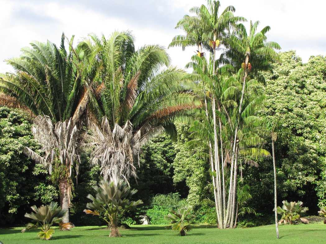 Attalea butyracea