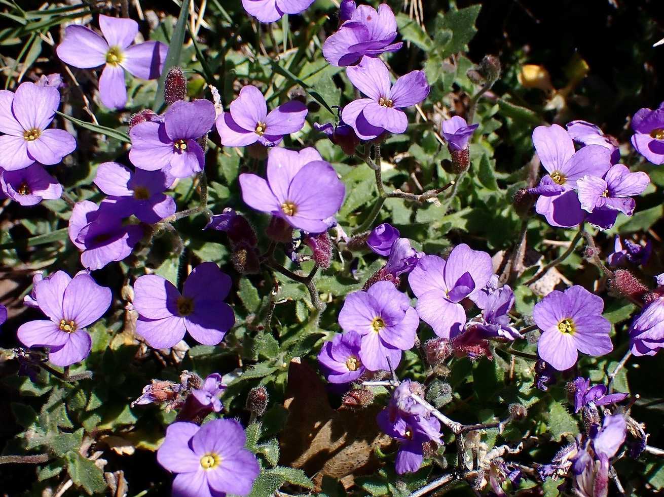 Aubrieta deltoidea