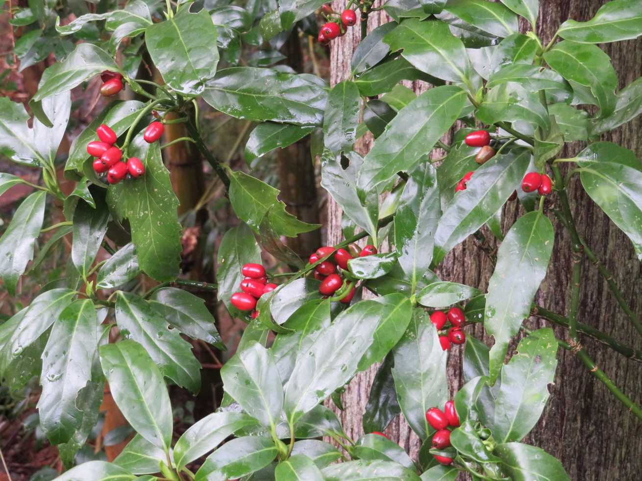 Aucuba japonica
