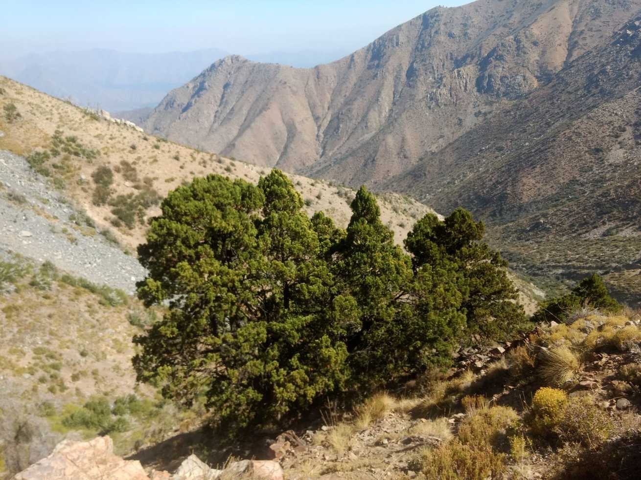 Austrocedrus chilensis