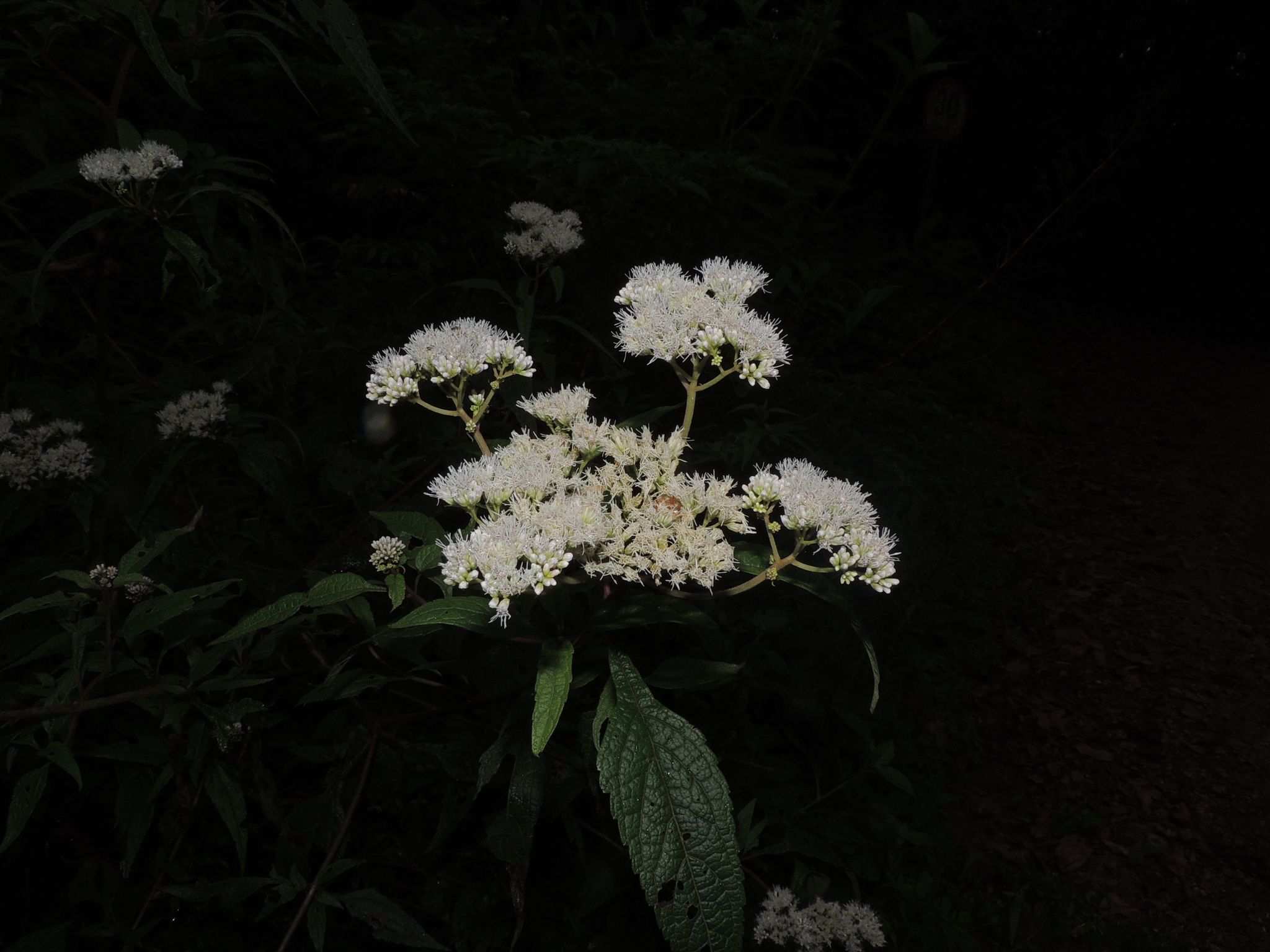 Austroeupatorium inulifolium