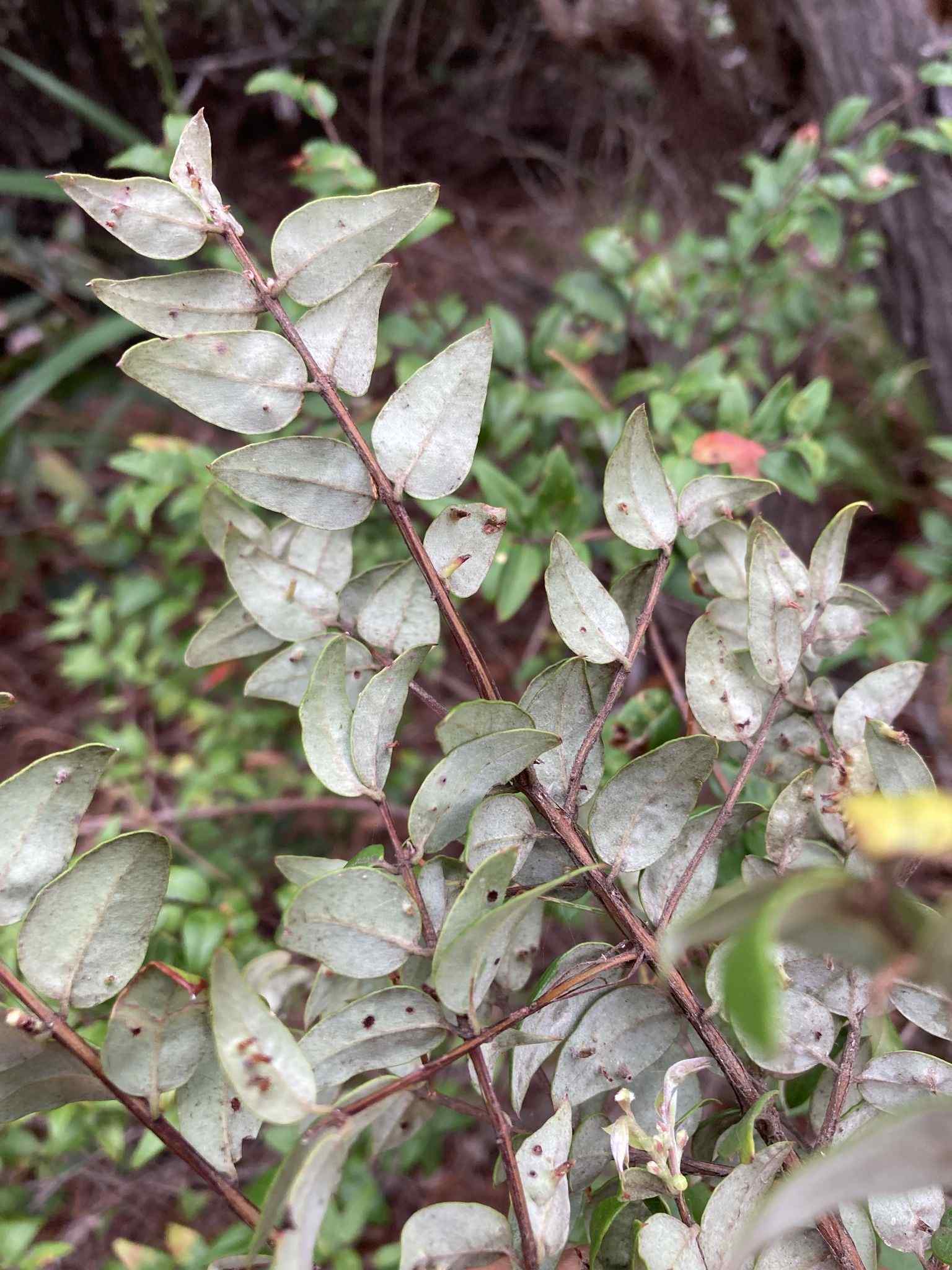 Austromyrtus dulcis