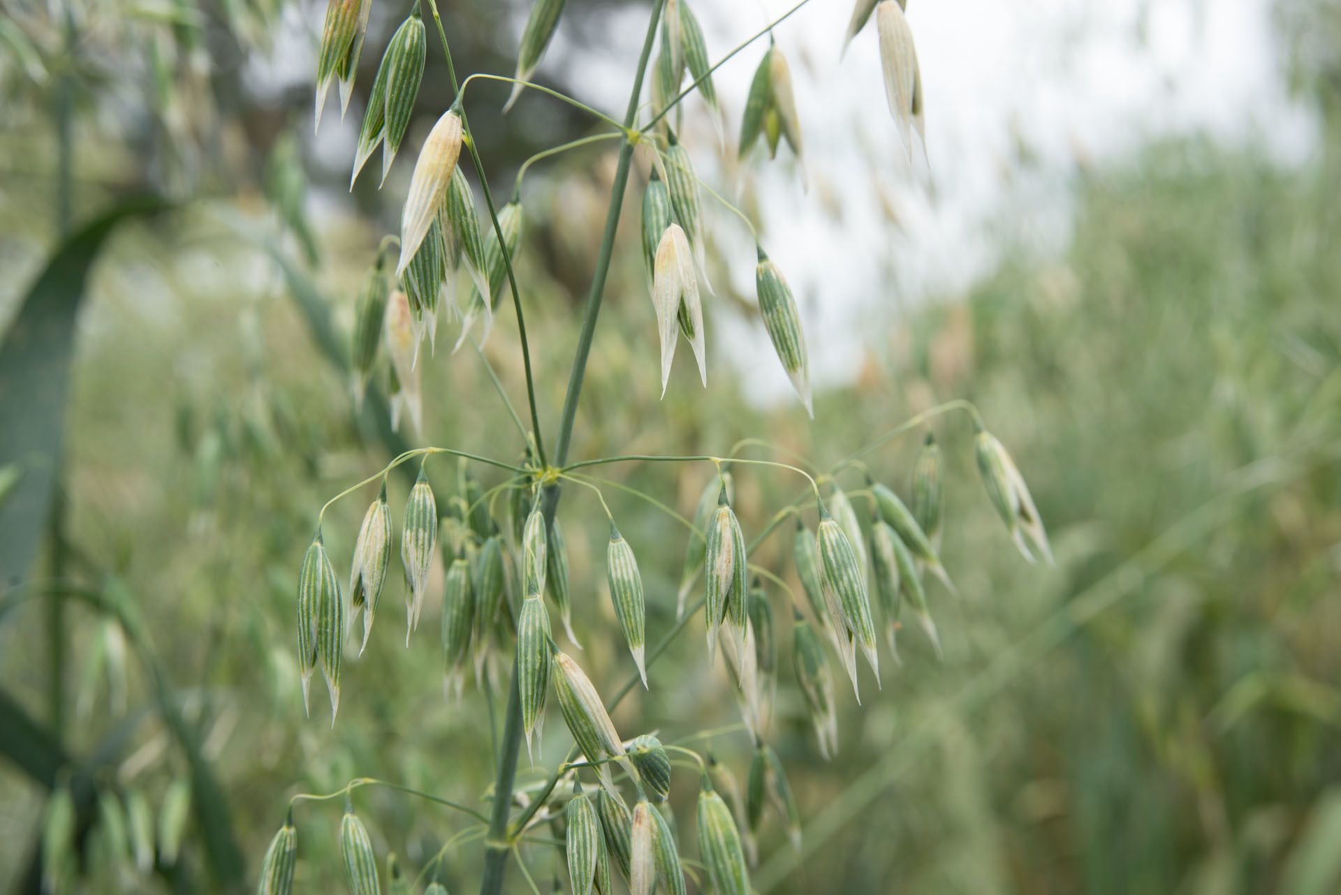Avena byzantina
