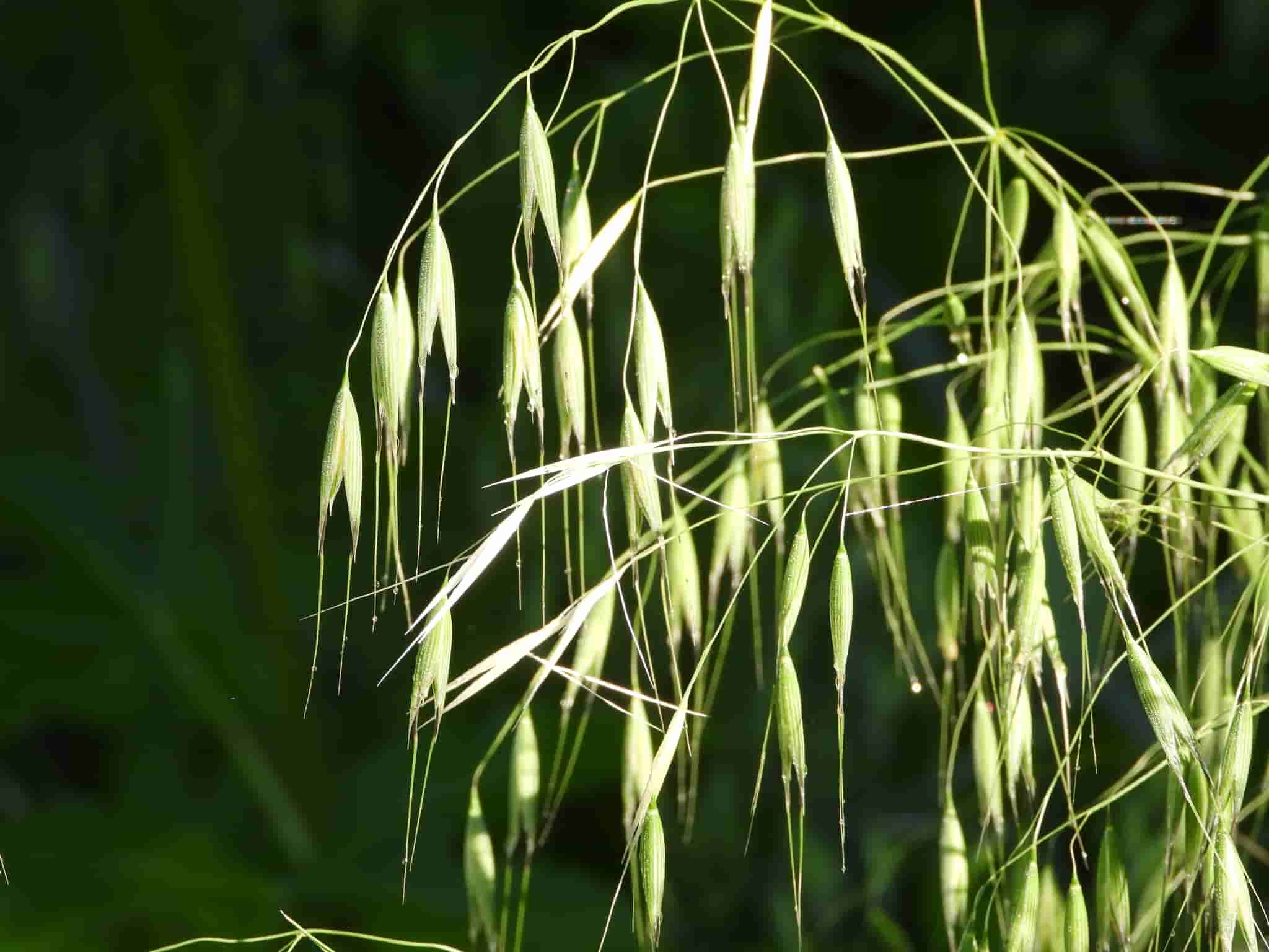 Avena sativa