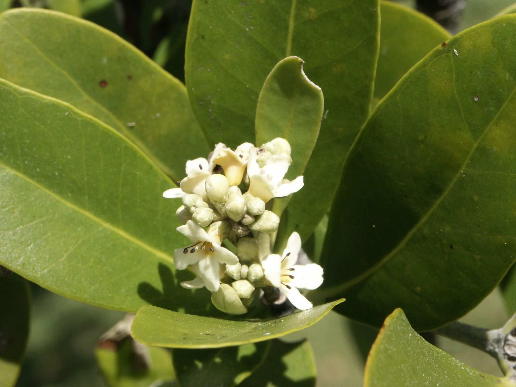 Avicennia